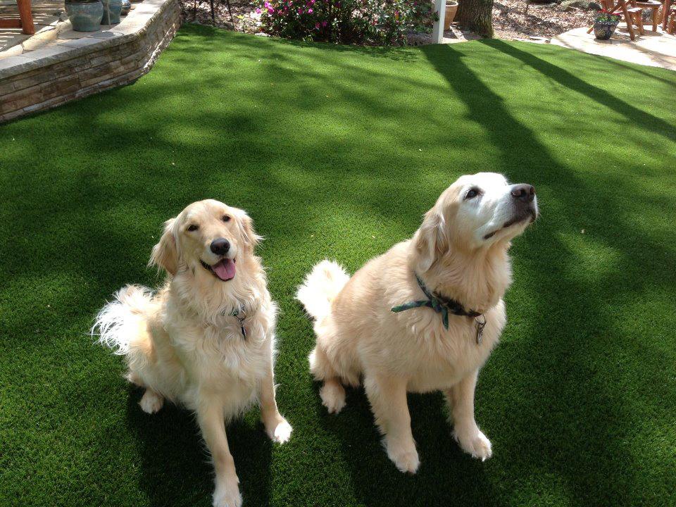 Pet Turf Installation in Houston, TX